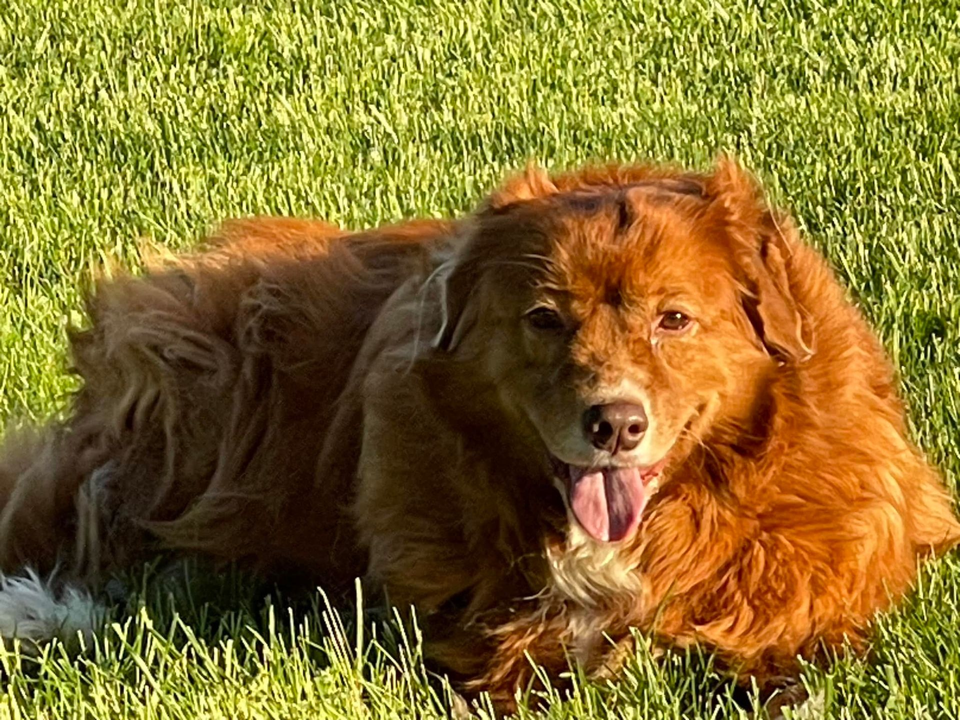 Brown dog lying in green grass, panting in the sunlight
