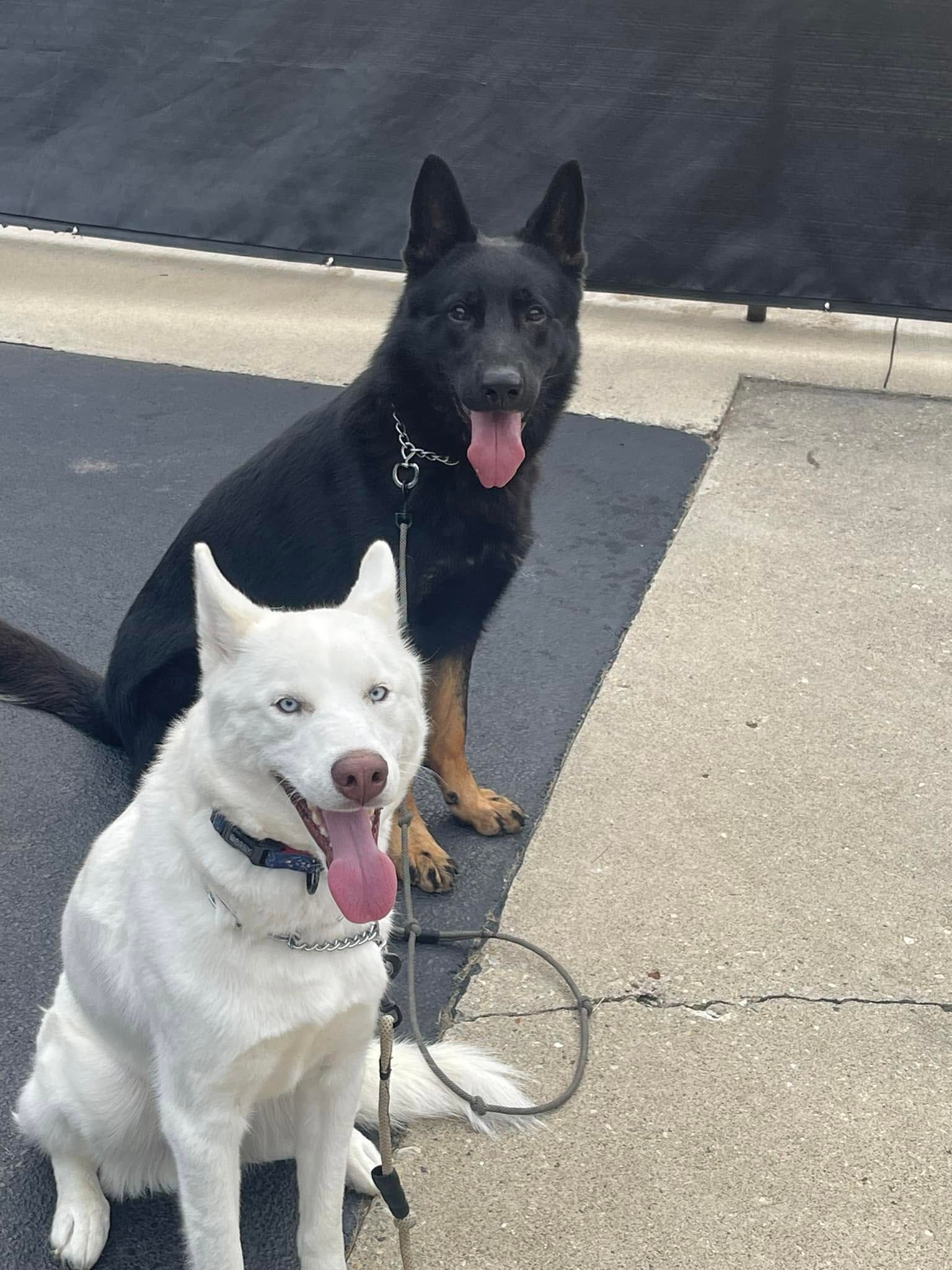 Two dogs sitting on a sidewalk, one black and tan and one white, both wearing leashes and panting.