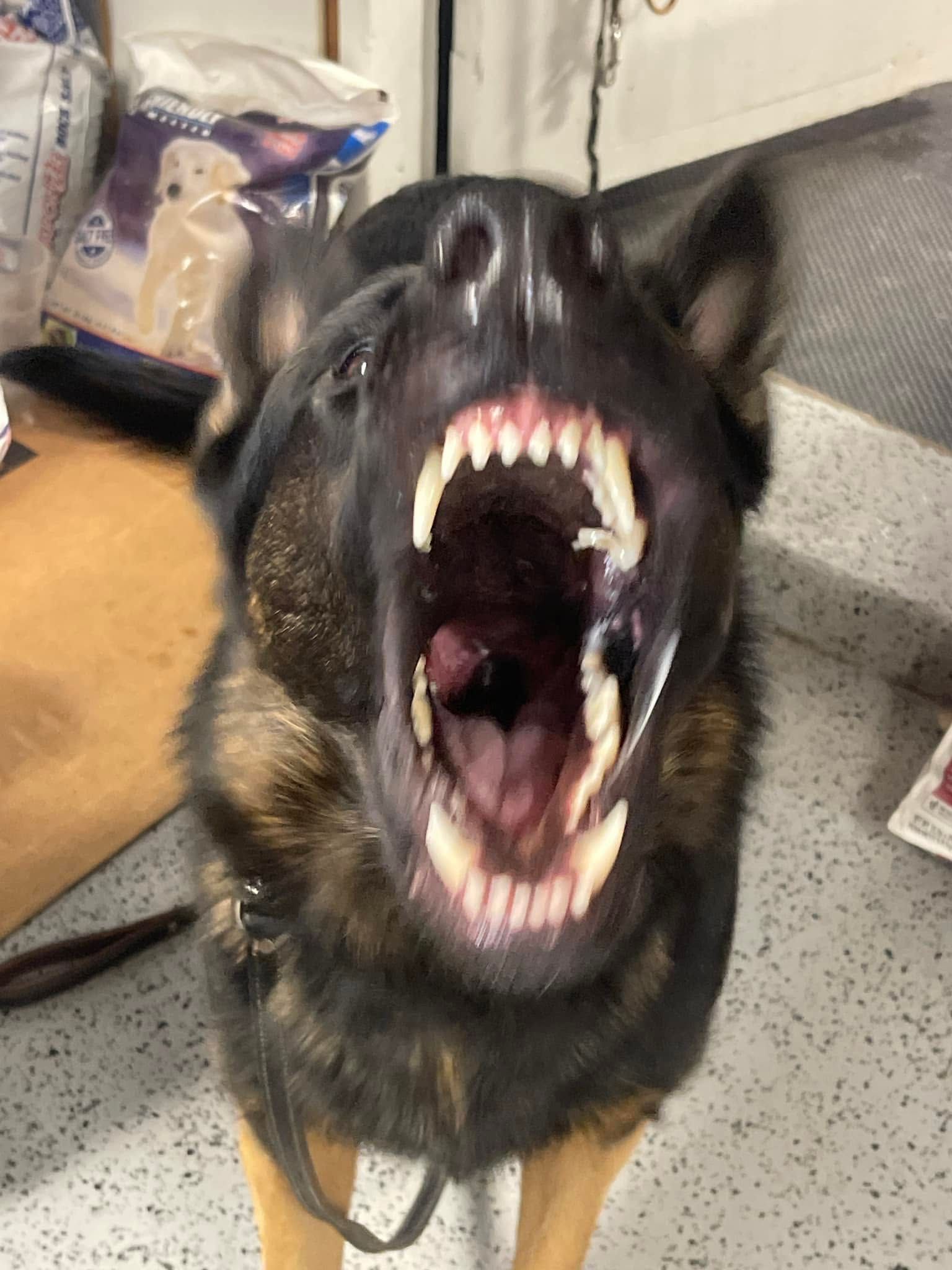 Black-and-tan dog with mouth wide open, showing teeth in an indoor setting
