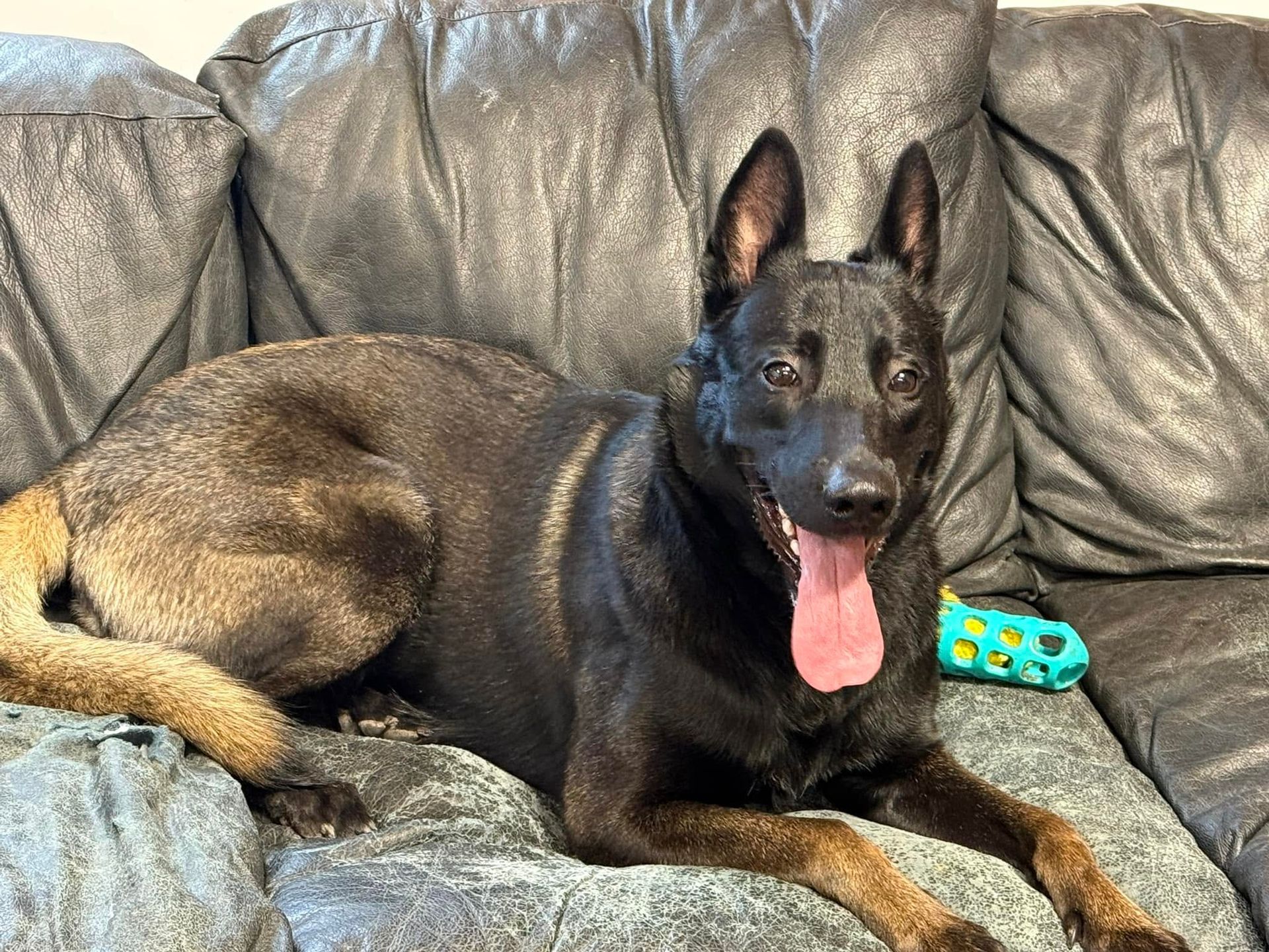 Black-and-tan dog lying on a leather couch with tongue out, next to a colorful toy.