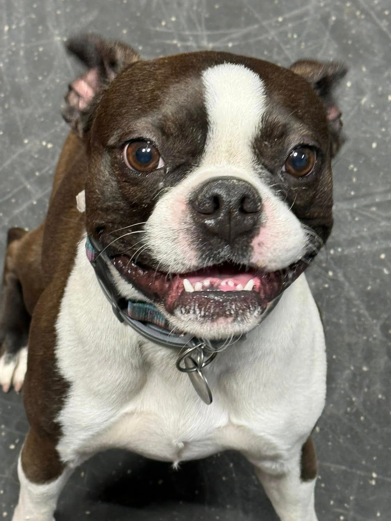 Brown-and-white dog with a white face blaze, sitting and looking at the camera, wearing a collar.
