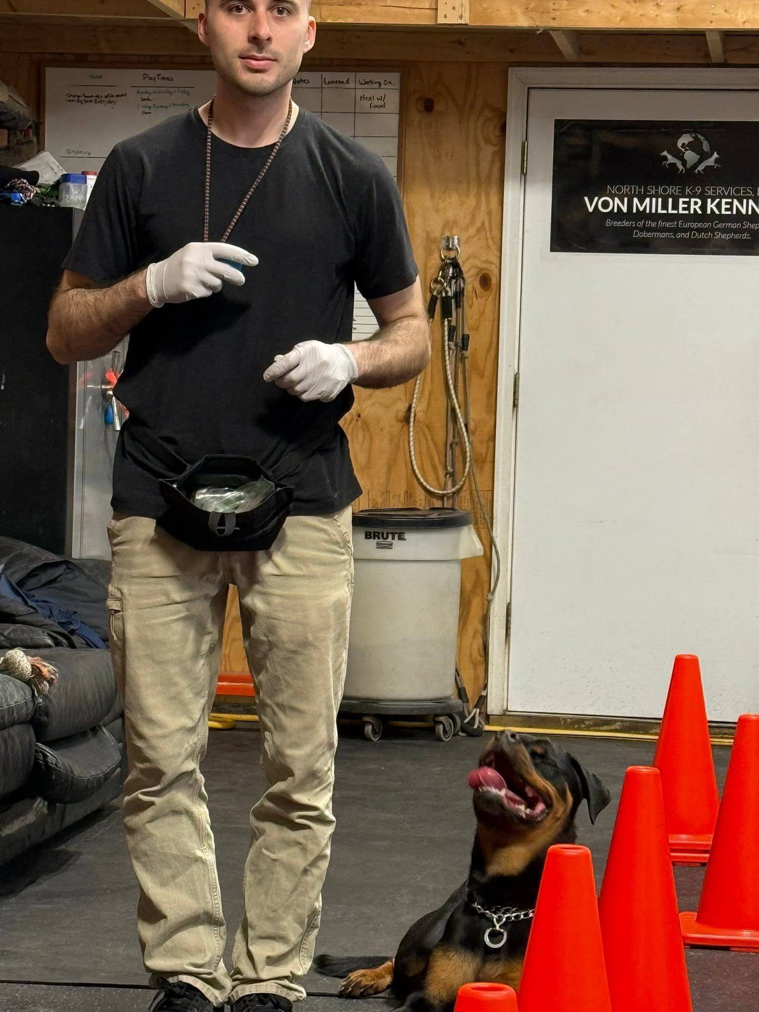 Person in black shirt and gloves with a service dog beside orange cones in a training room
