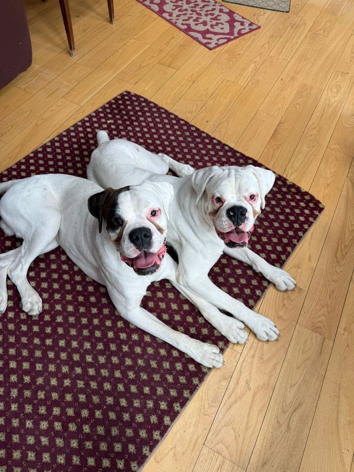 Two white bulldogs lying on a maroon rug on a wooden floor, looking up with open mouths.