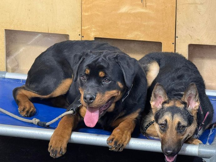 Two black-and-tan dogs lying side by side on a blue bench, tongues out, in a kennel area