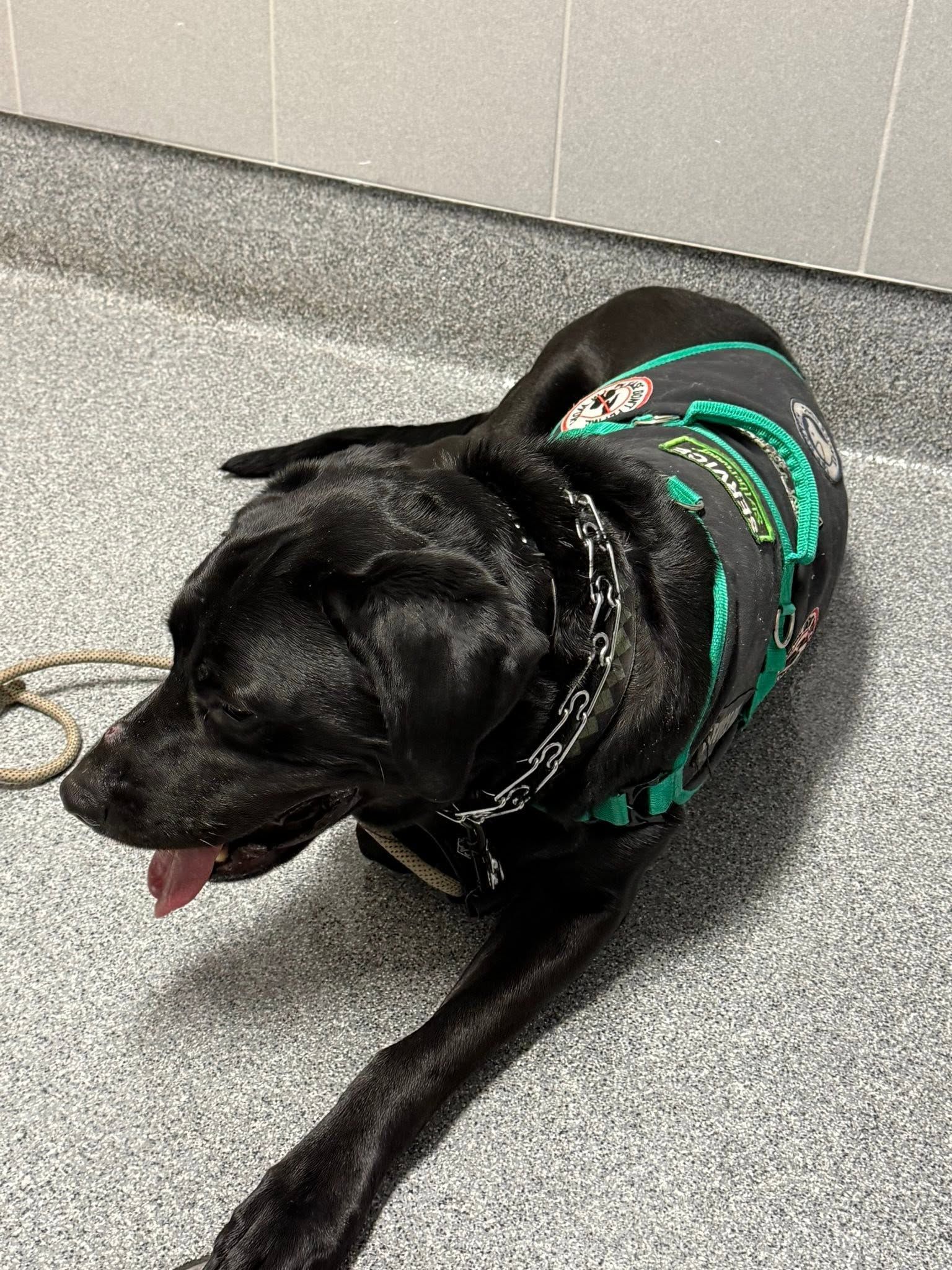 Black dog in a green harness lying on a gray floor, panting with tongue out.