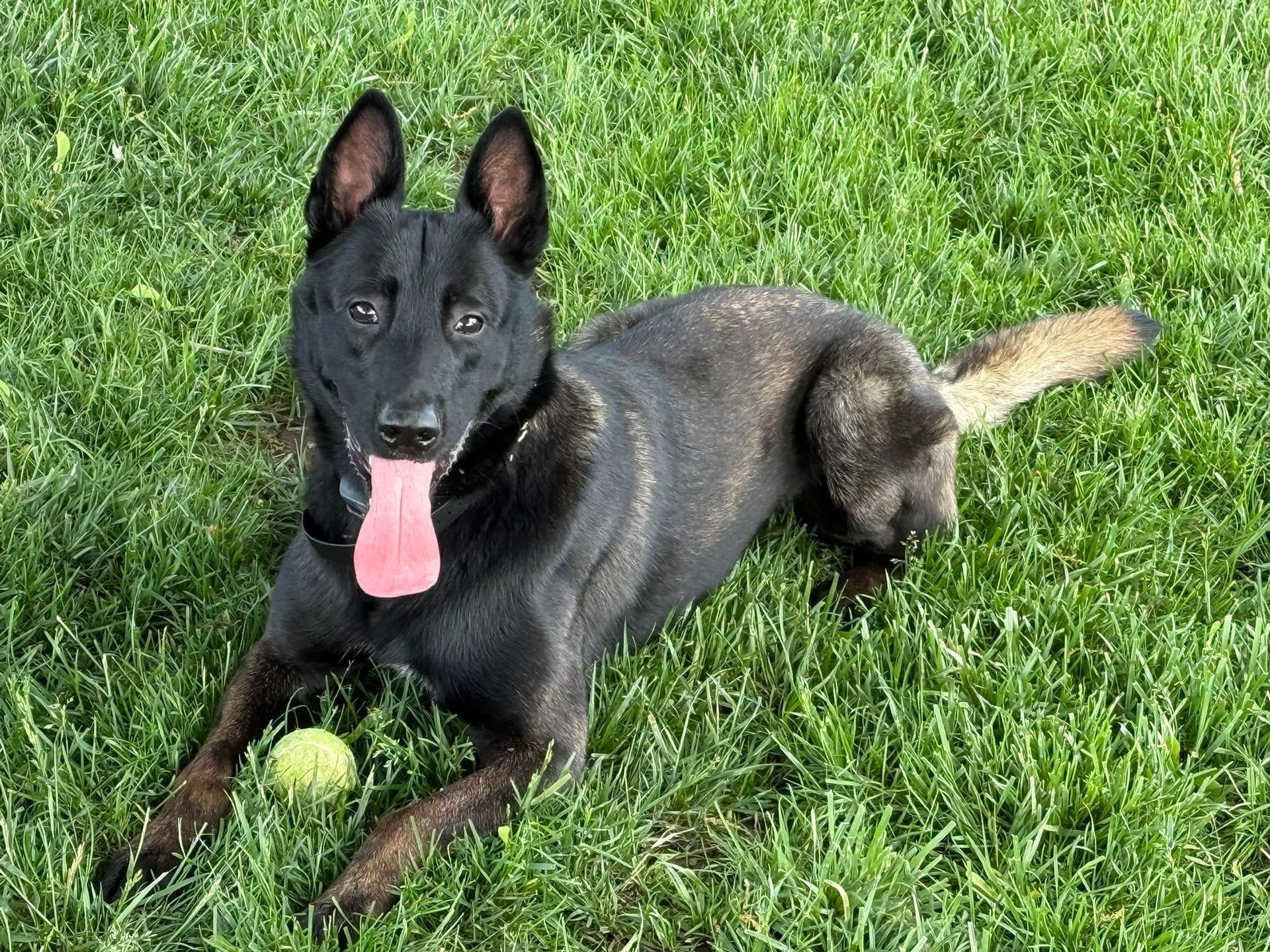 Black dog lying in green grass with tongue out and a tennis ball near its front paws