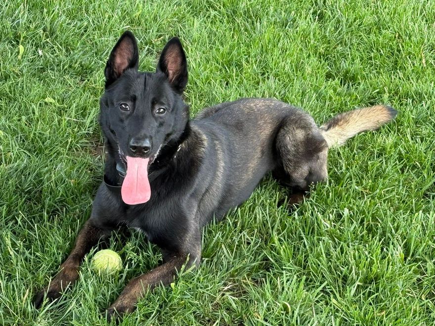 Black dog lying in green grass with tongue out and a tennis ball near its front paws