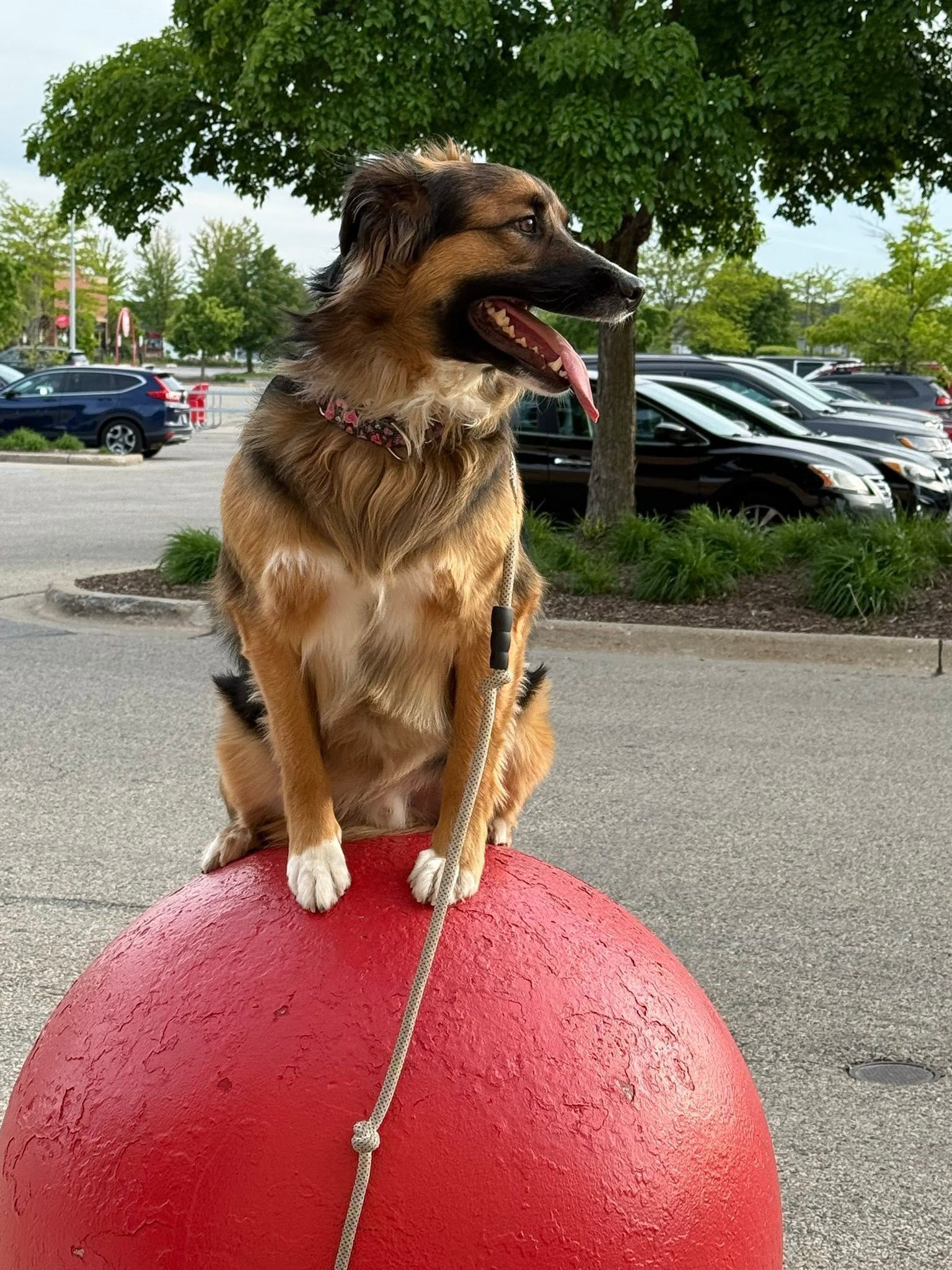 Dog sitting on a red ball in a parking lot, tongue out, with trees and parked cars behind.