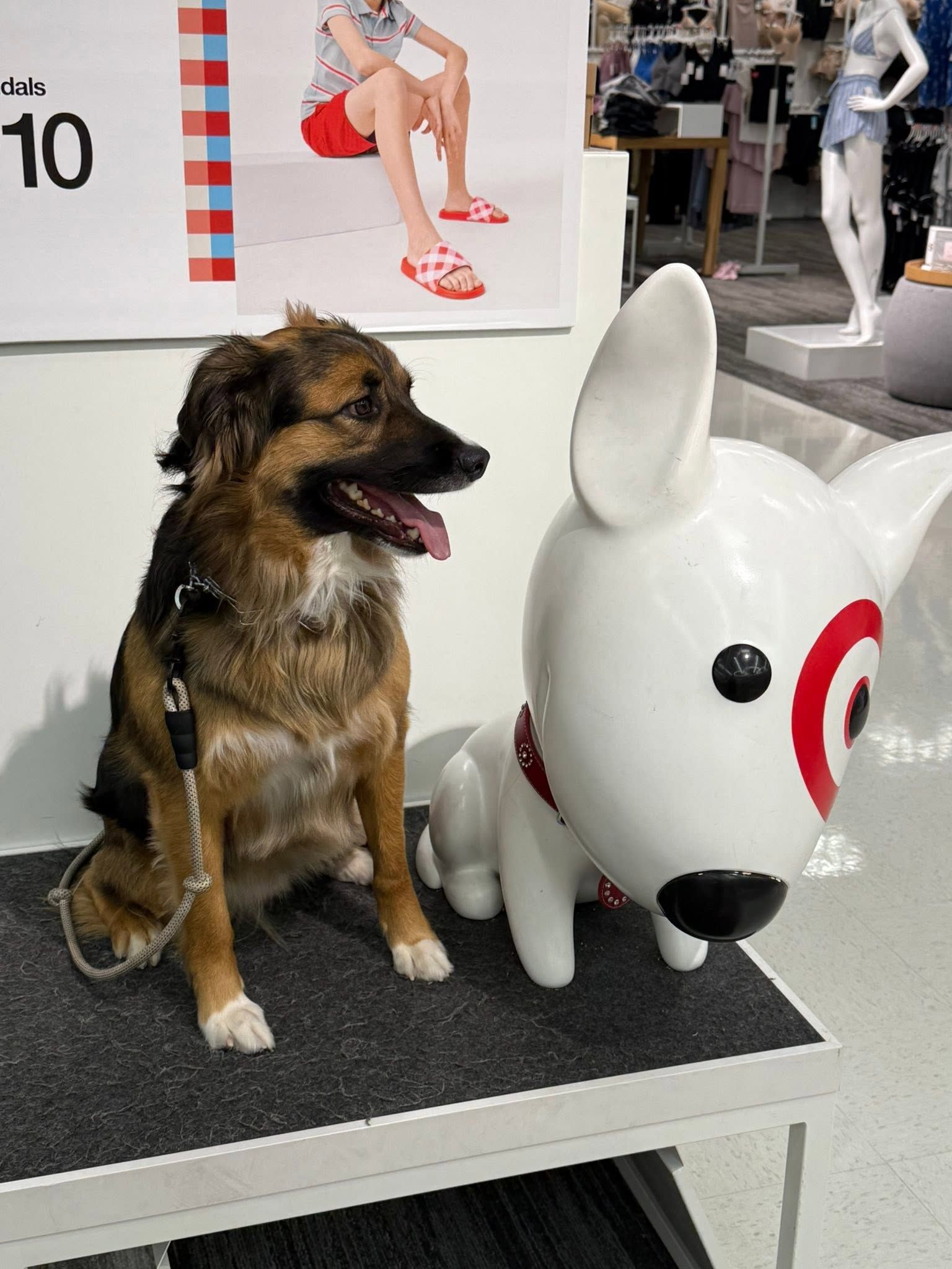 Dog sitting beside a white rabbit statue on a display table indoors