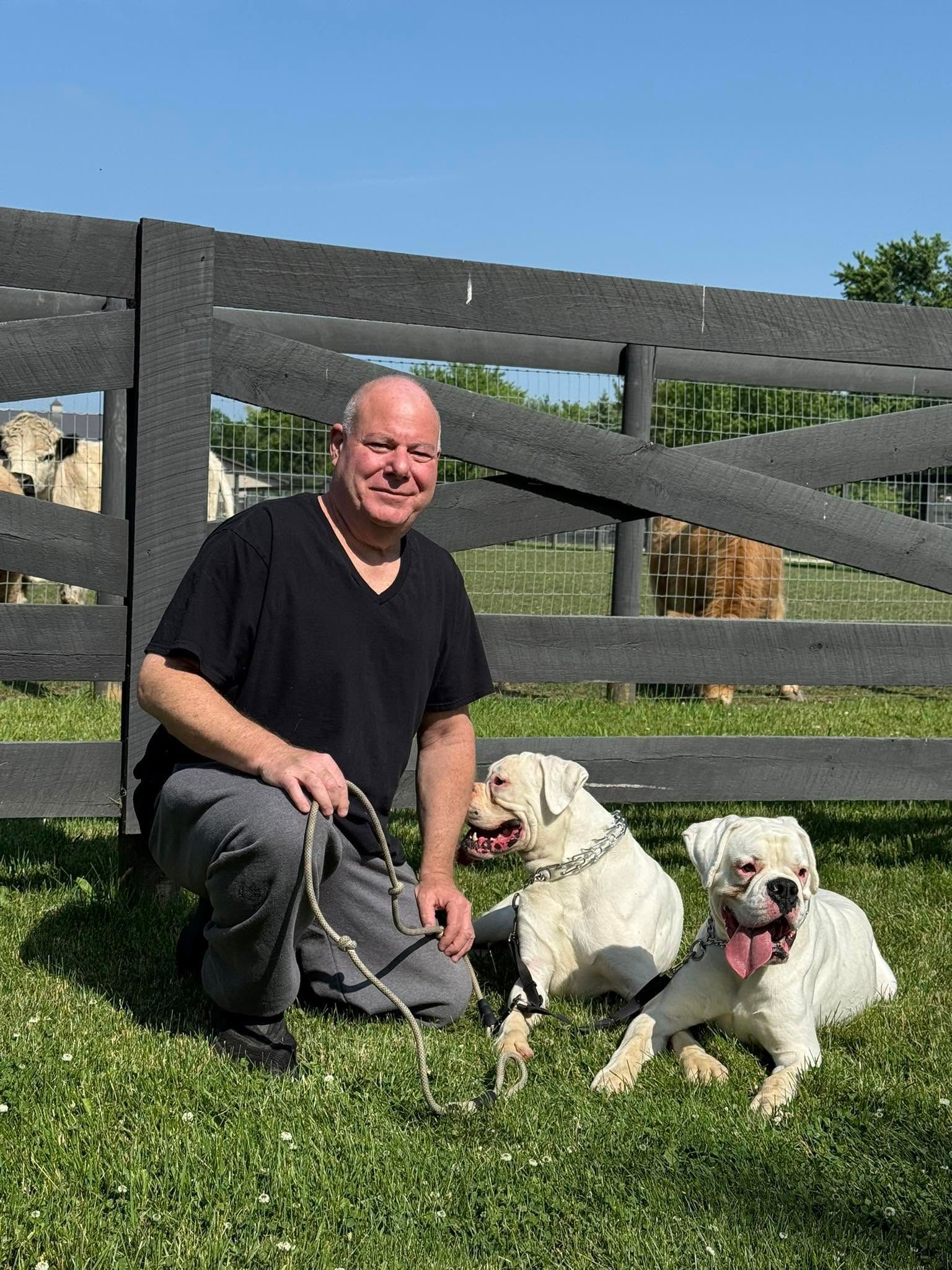 Man kneels on grass with two white dogs near a wooden fence on a sunny day