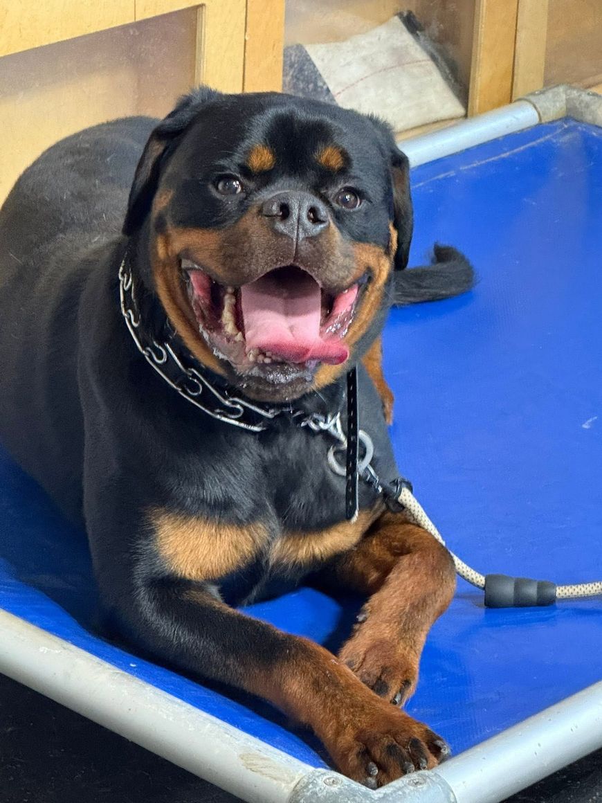 Black-and-tan Rottweiler smiling on a blue raised bed, front paws crossed.