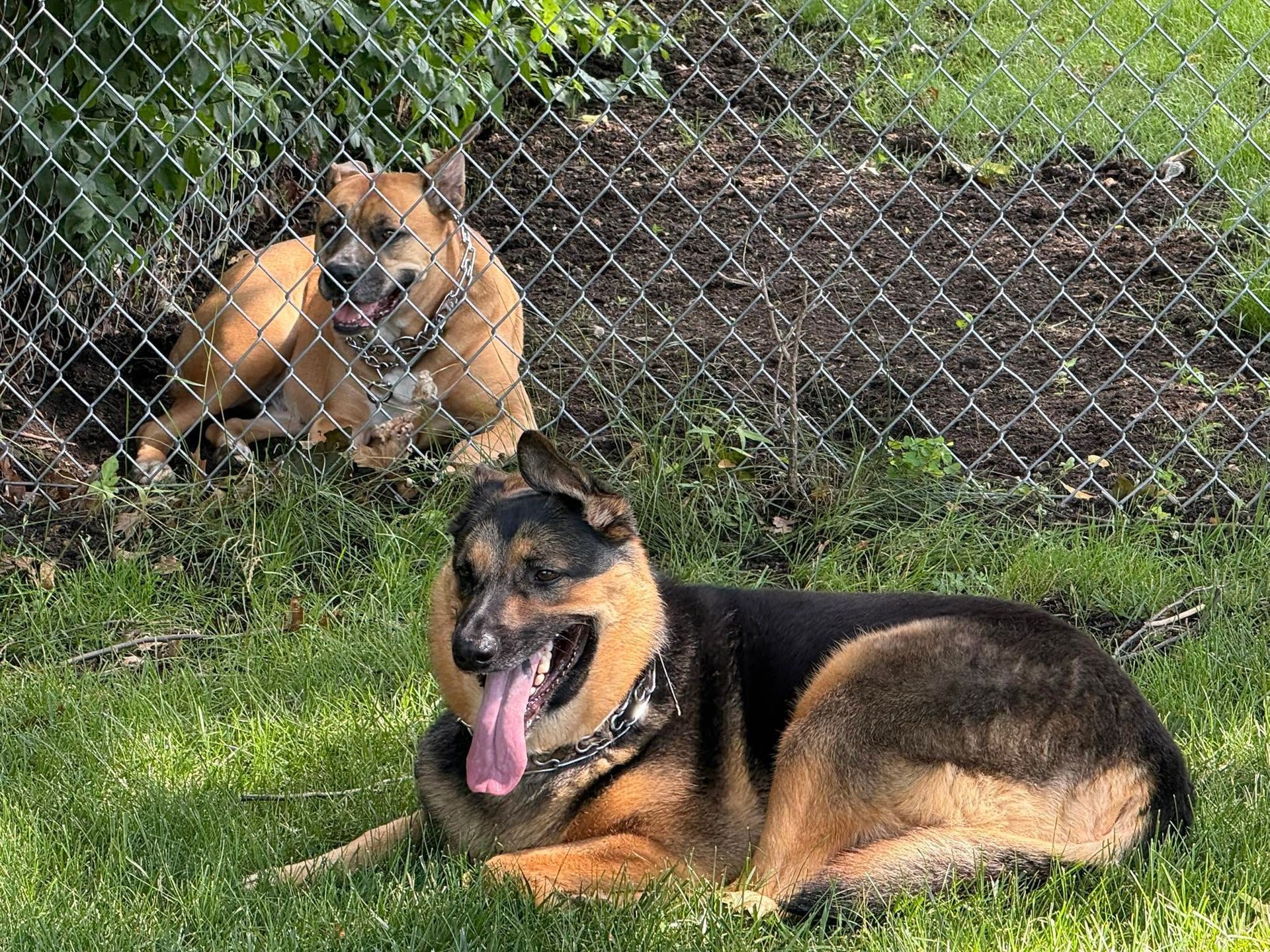 Two tan-and-black dogs relaxing on grass beside a chain-link fence, one lying in front panting.
