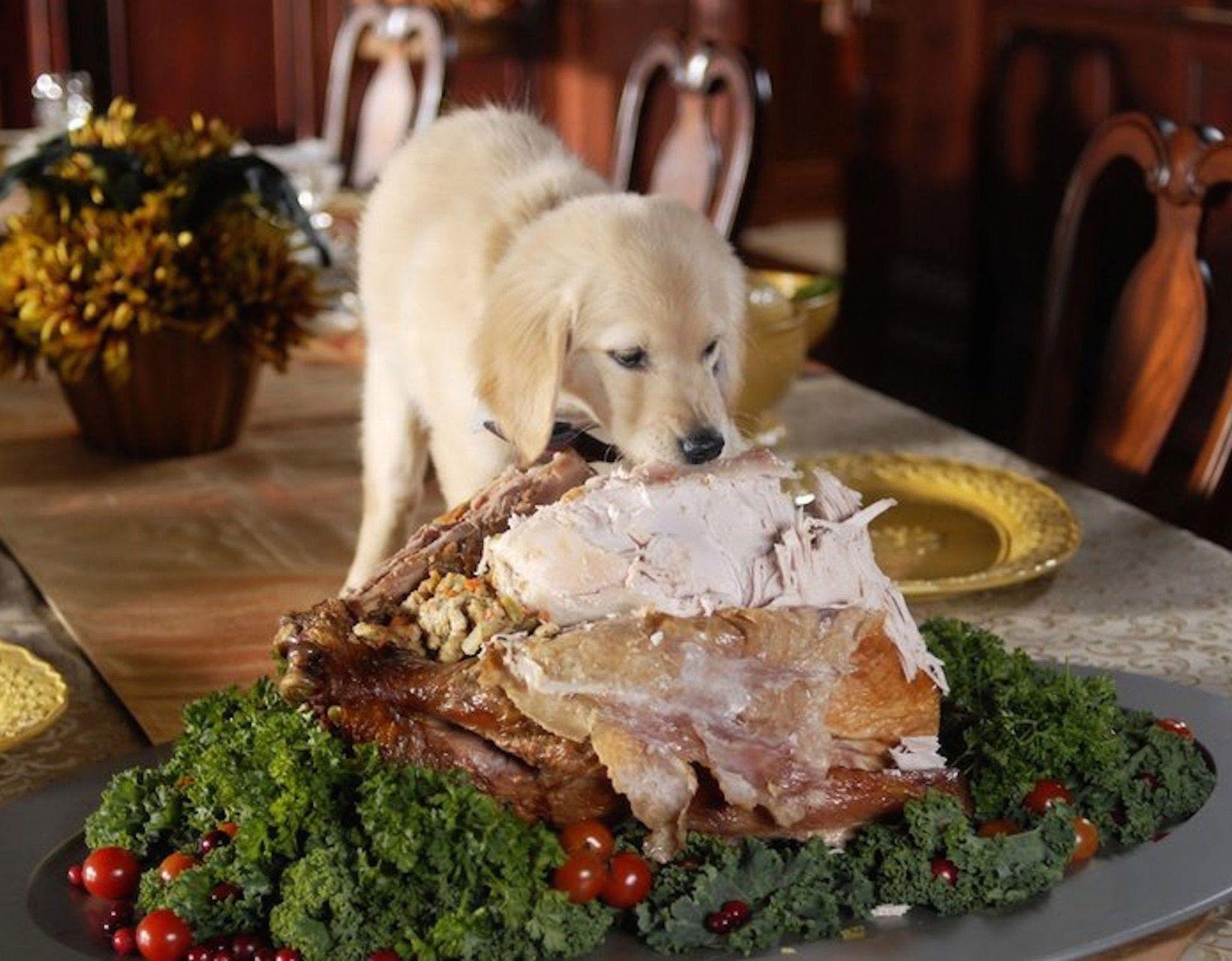 Golden retriever sniffing a large roasted meat platter garnished with greens and cherry tomatoes on a dining table