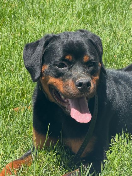 Black and tan dog sitting in grass with tongue out, looking at the camera