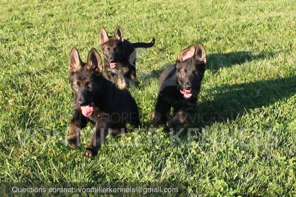 Two German shepherds on a black leather couch beside a person’s arm and leg