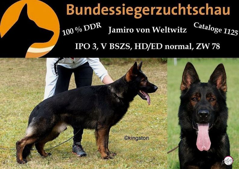Two German shepherds on a black leather couch beside a person’s arm and leg