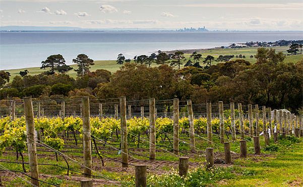 A vineyard with a view of the ocean in the background | House Building Services | Bellarine