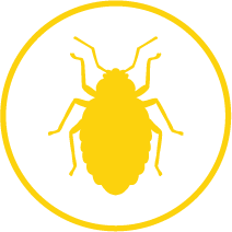 termite treatment virginia beach