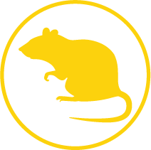 pest control in virginia beach