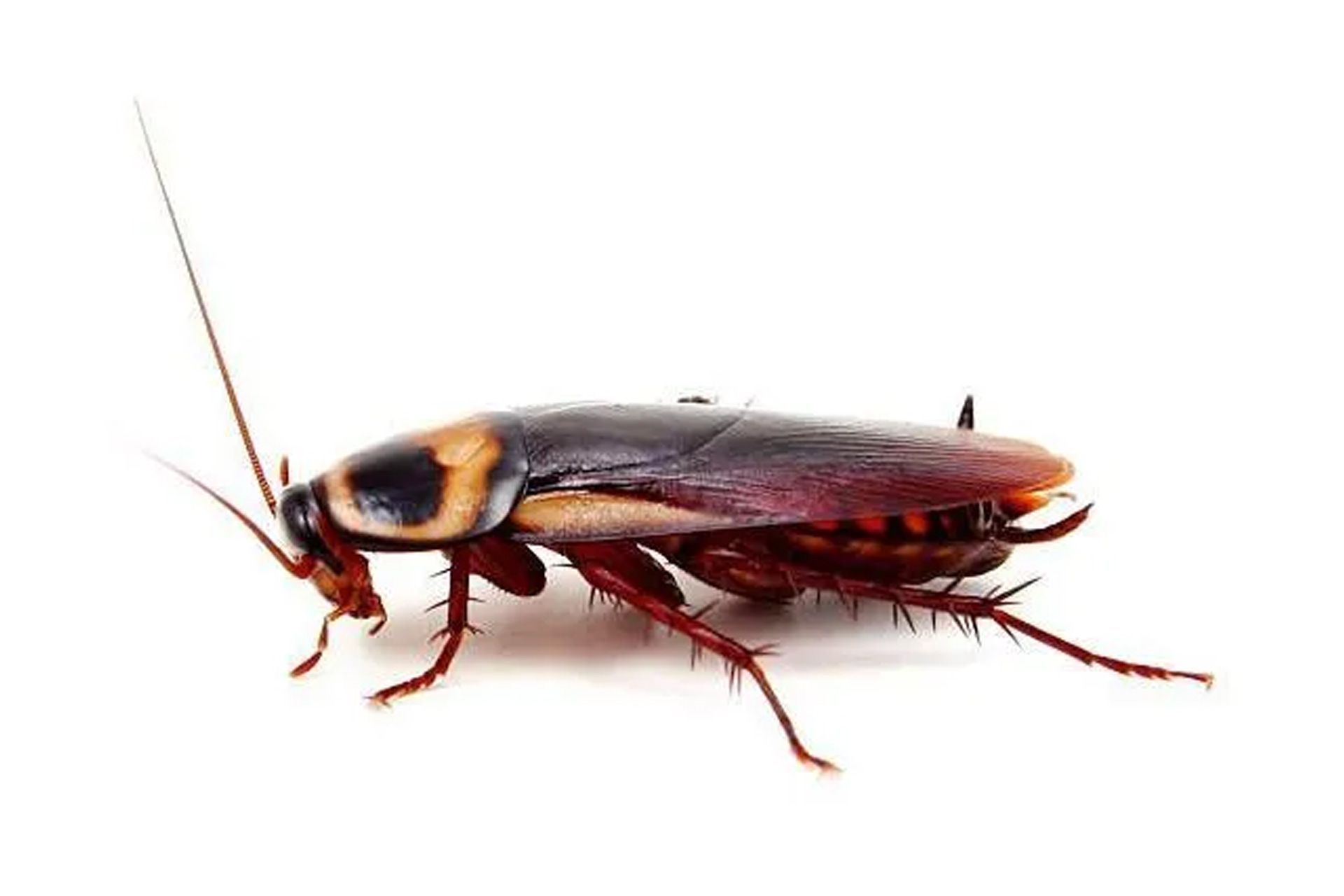 Cockroach Extermination