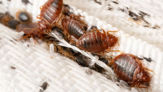 Bed bug treatment