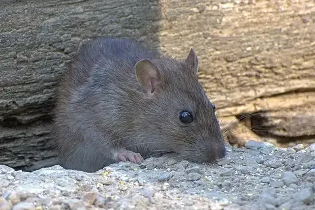Rodent Control