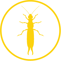 Earwig insect icon used in pest library identification
