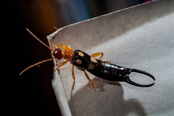 Earwigs and Silverfish