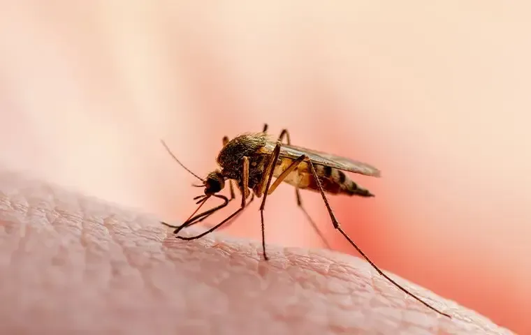 Mosquito Control in Portsmouth