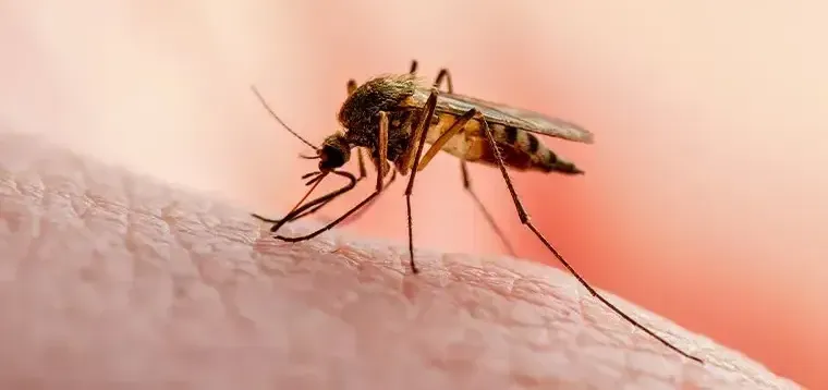 Mosquito 