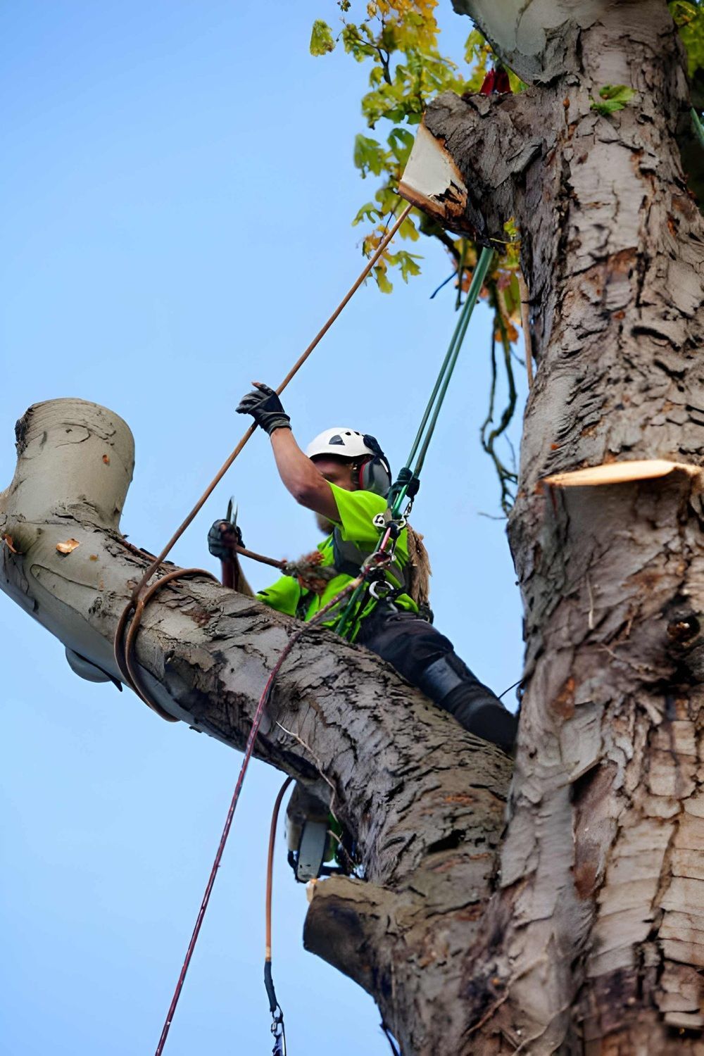 Arborist Services in Airdrie