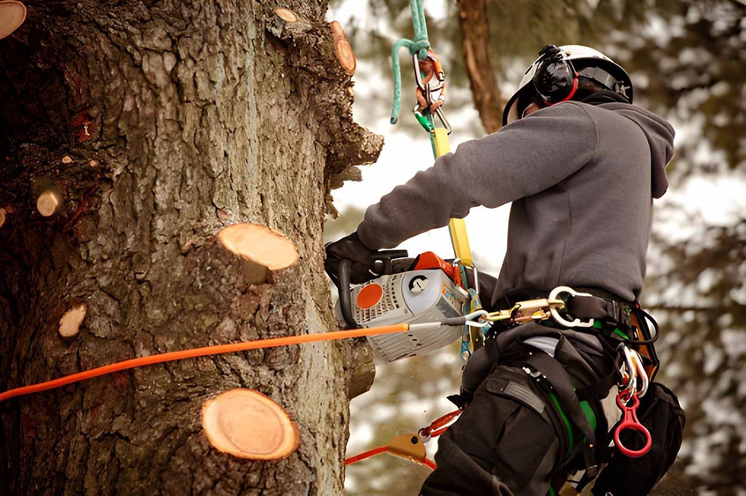 Arborist in Airdrie