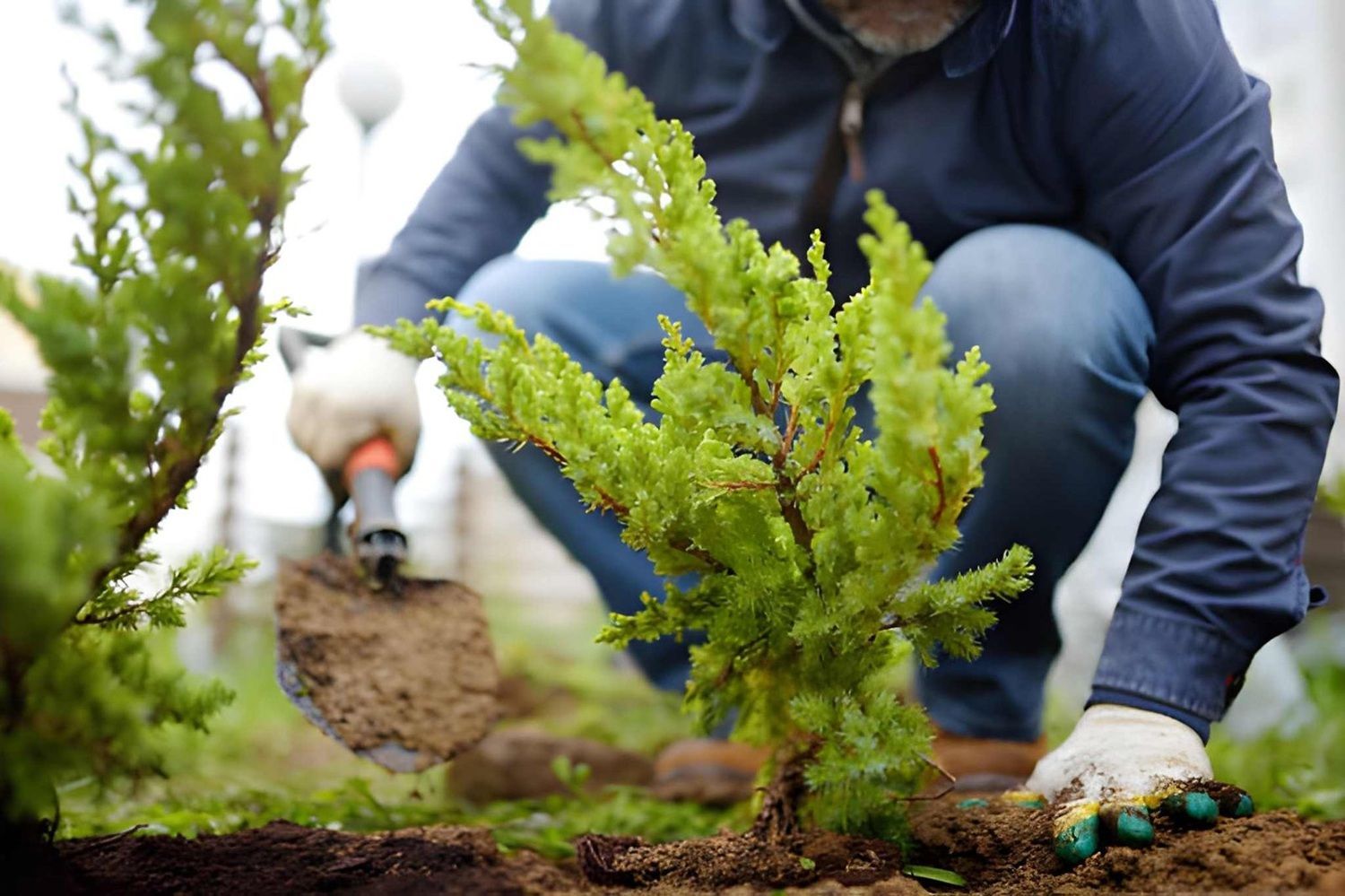 Tree Planting Airdrie