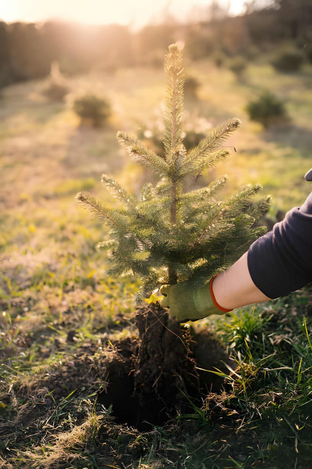 tree planting Services in Airdrie