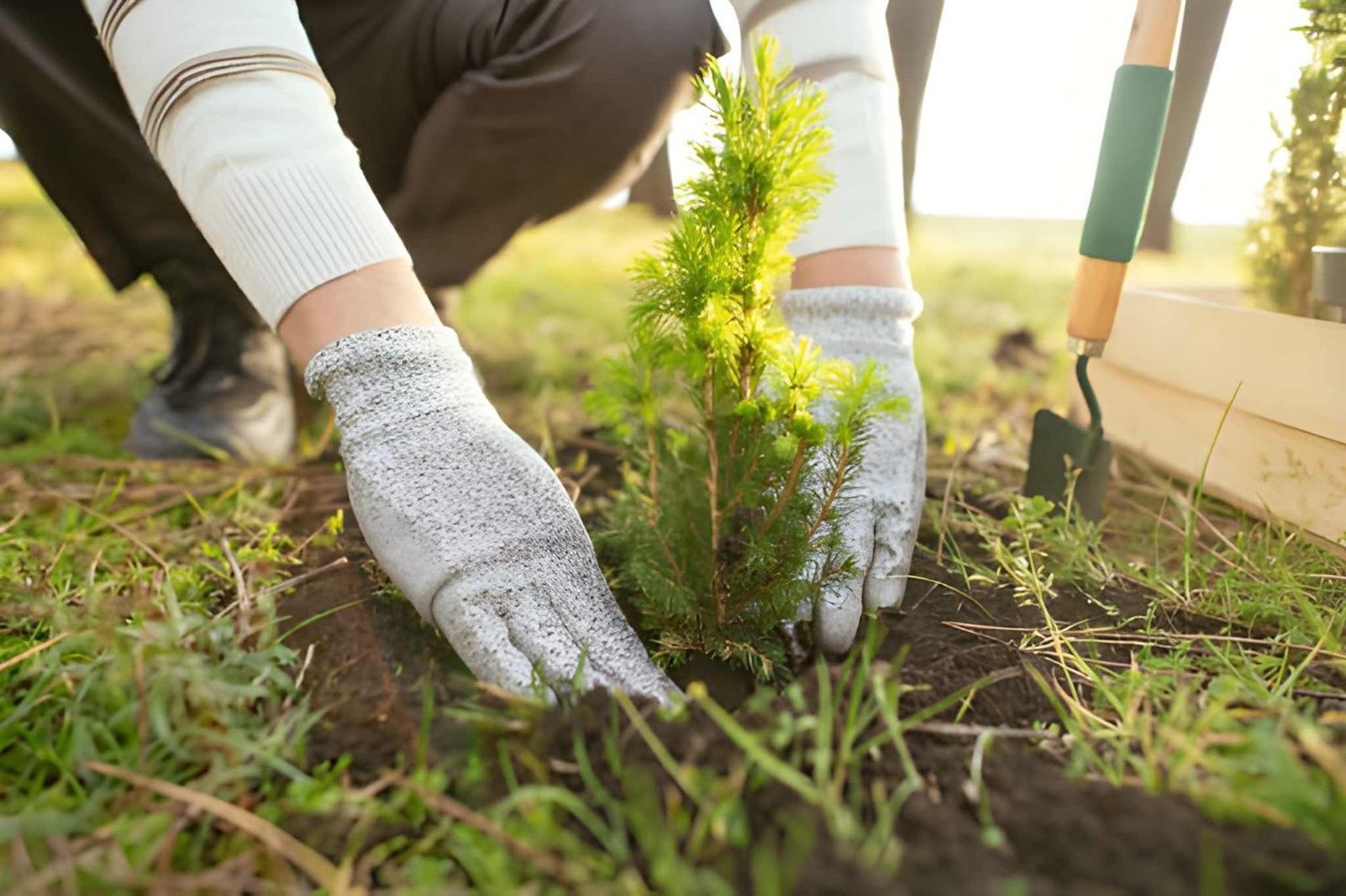 Tree Planting Services in Airdrie
