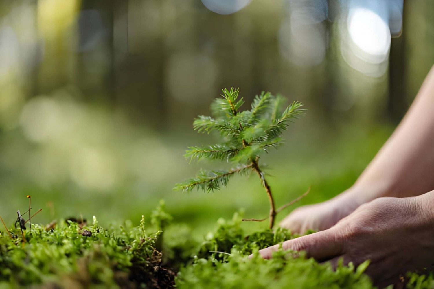 Planting Trees in Airdrie