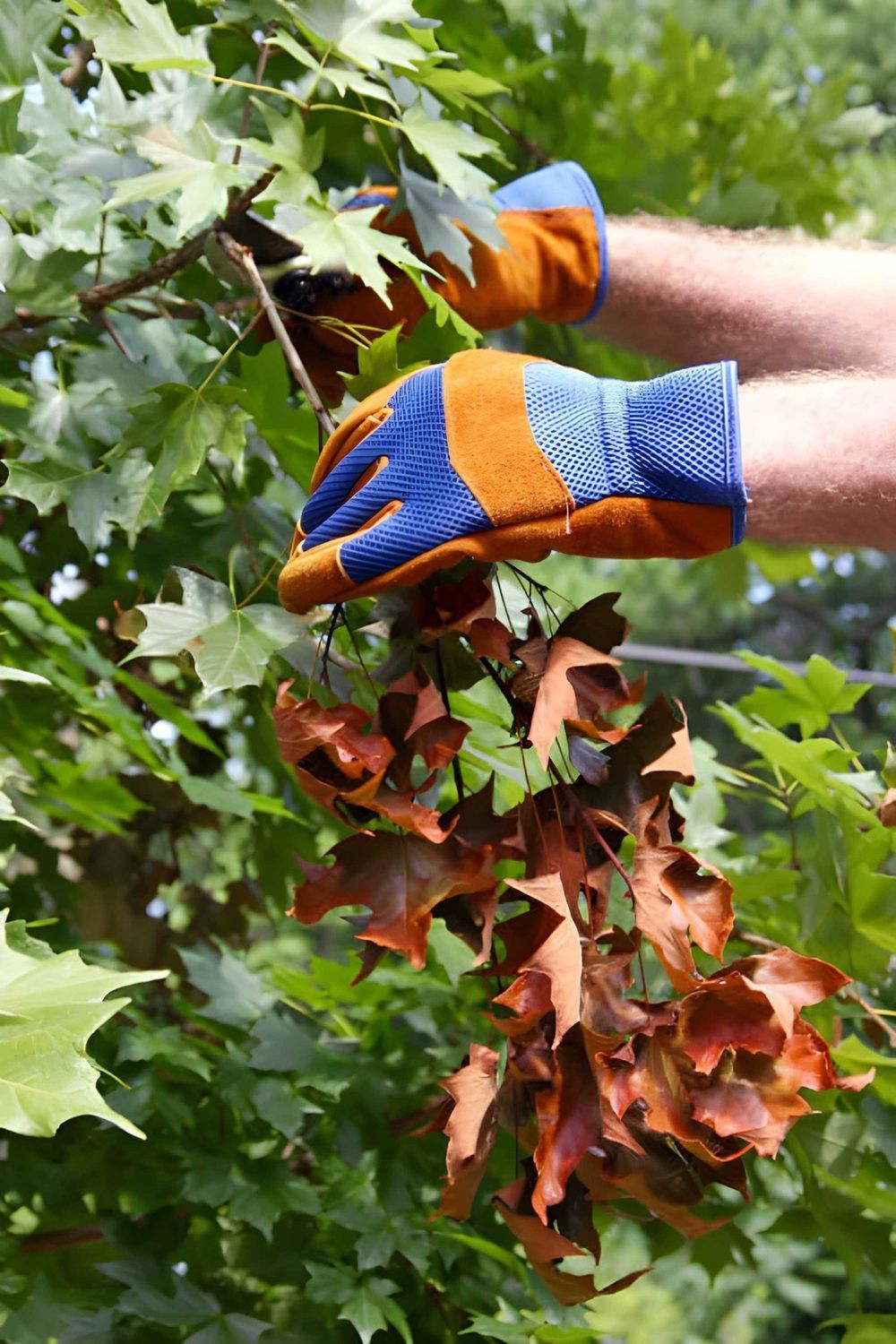 Tree Pruning in Airdrie
