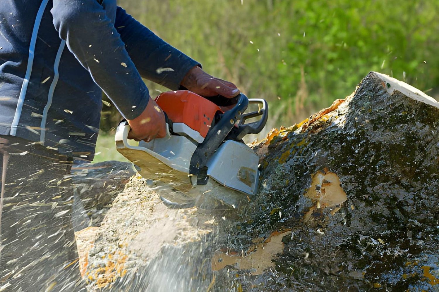 Tree Removal Service