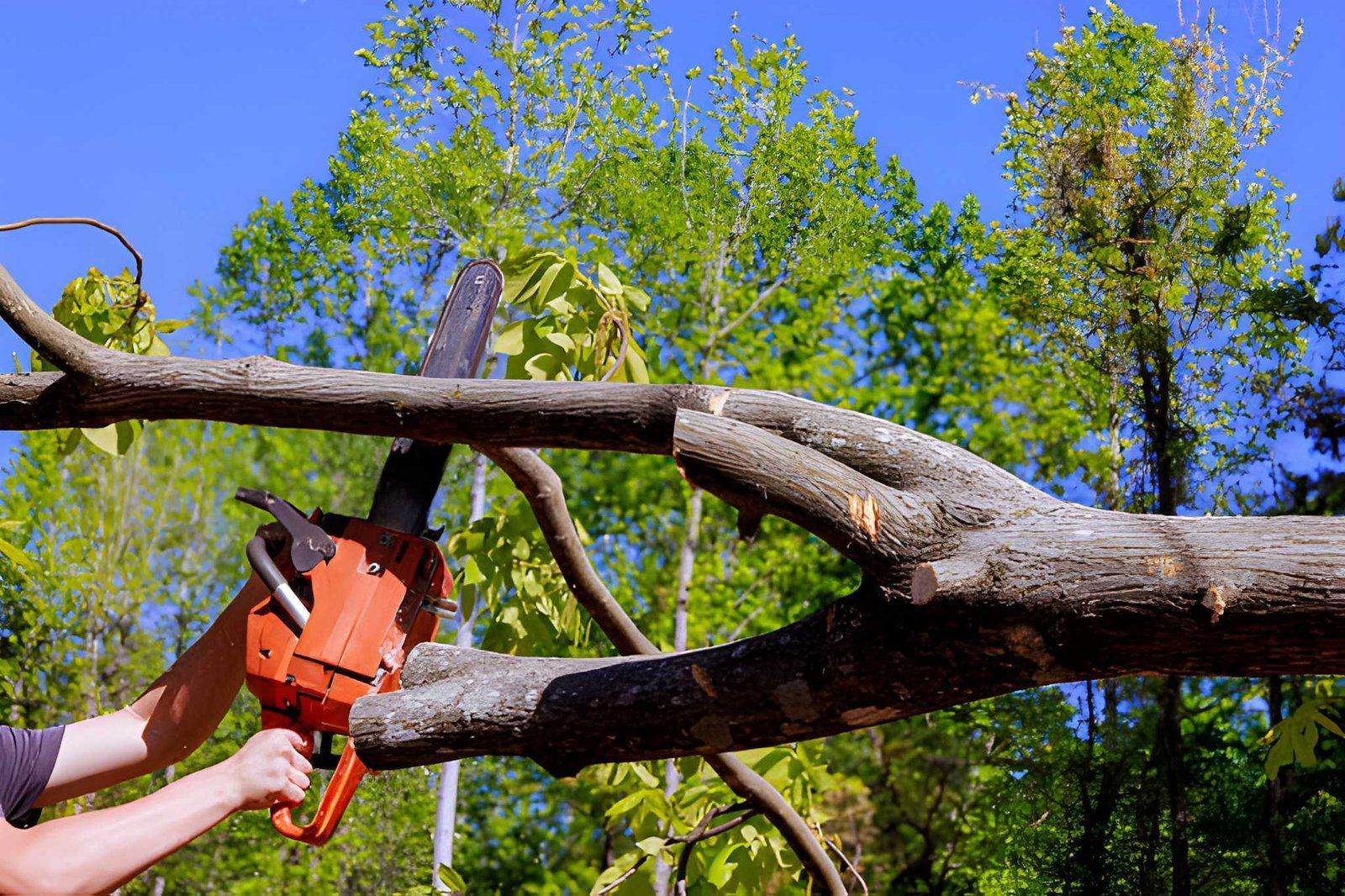 Arborist services