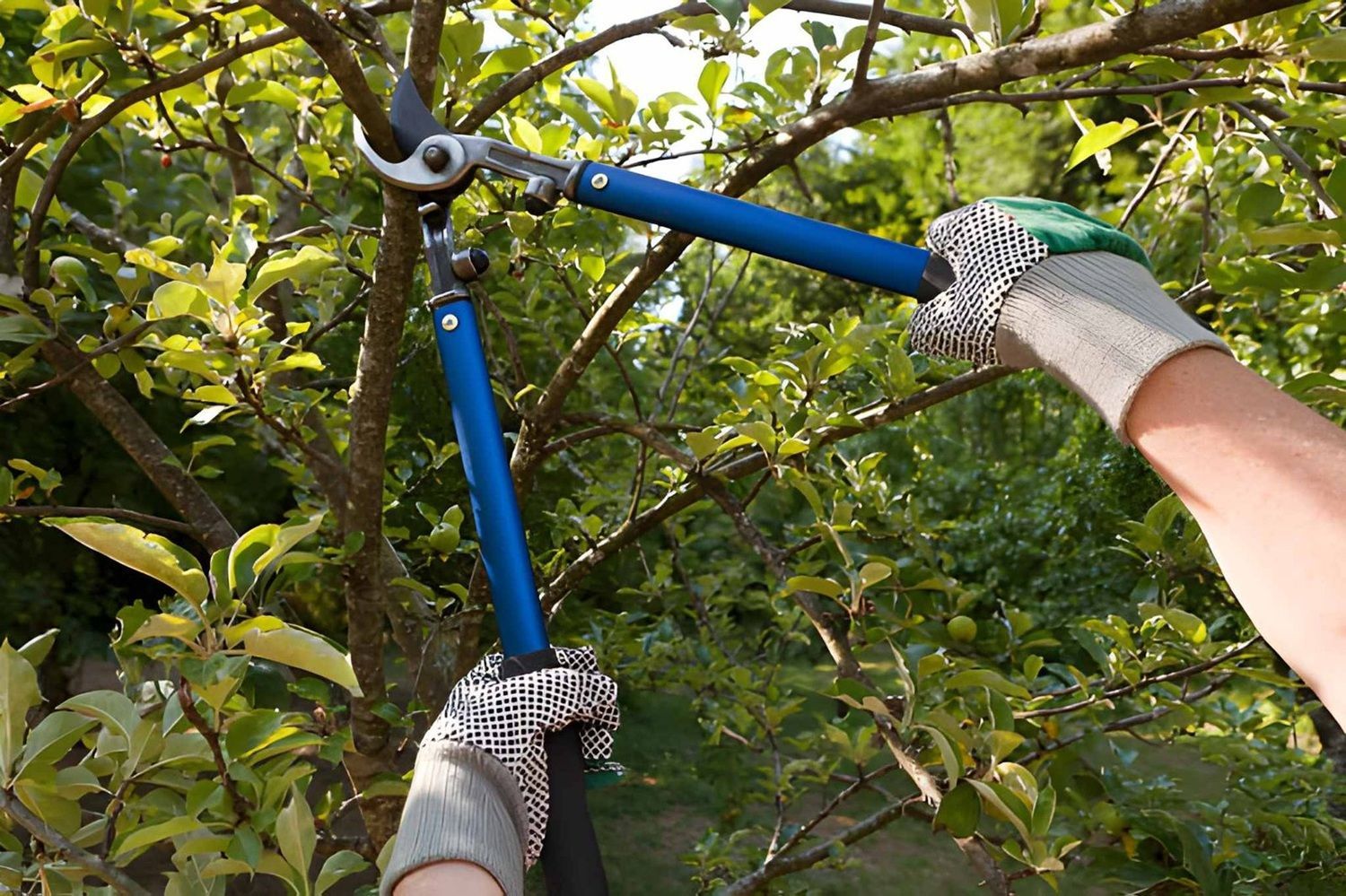 Tree Pruning Services in Airdrie 