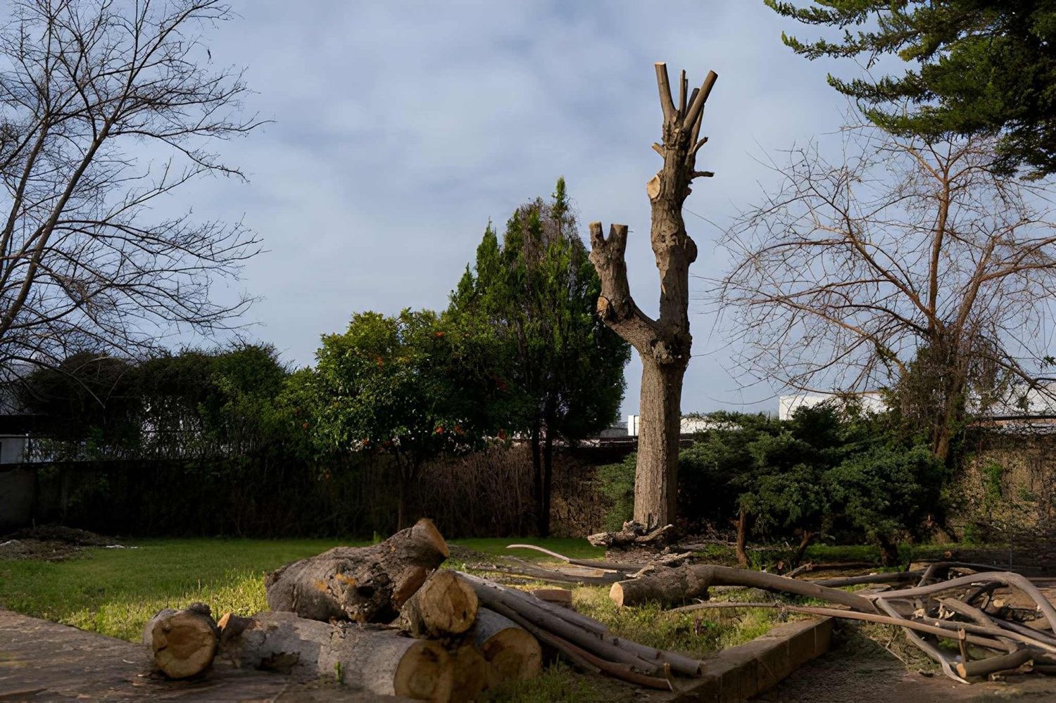 Airdrie tree removal