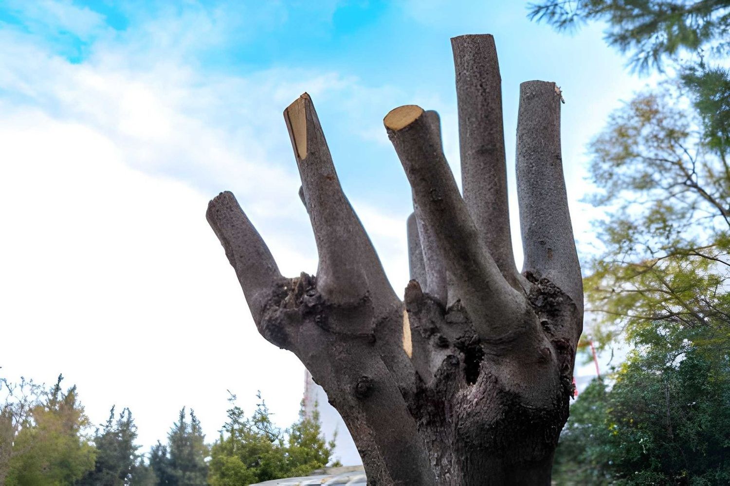 Tree Removal in Airdrie