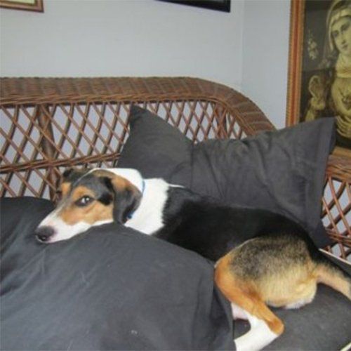 Malia the dog