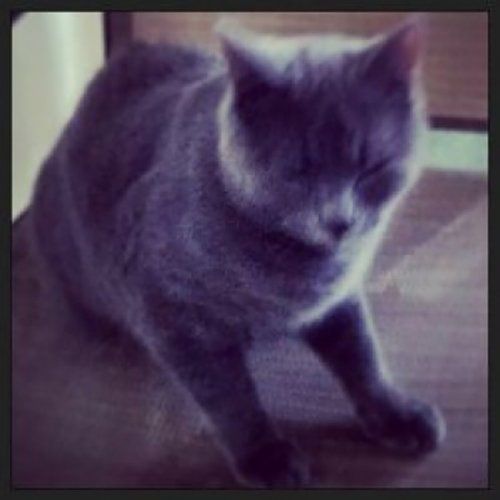 Oscar the cat