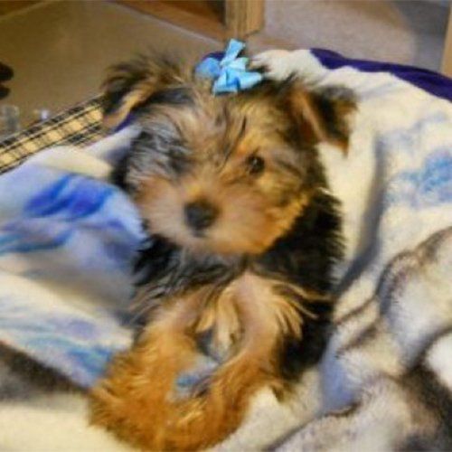 Renesmae (Nessi) the dog