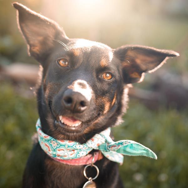 dog with bandana