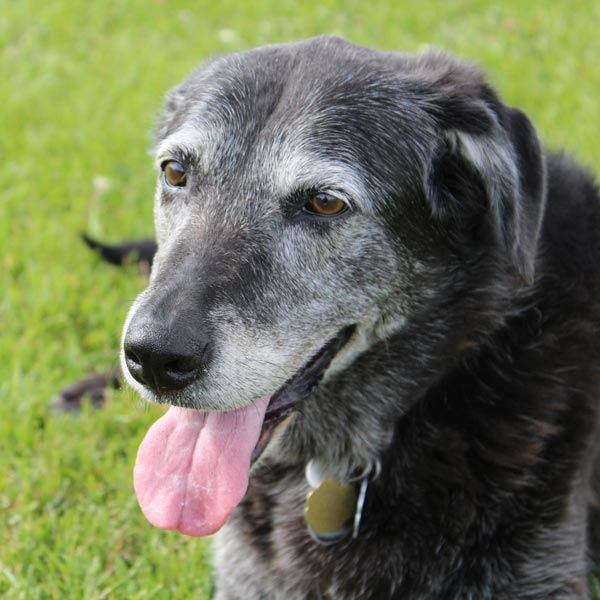 elderly dog