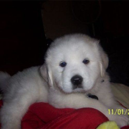 Sir Ice-Man the dog