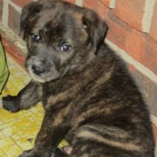 Tony the dog