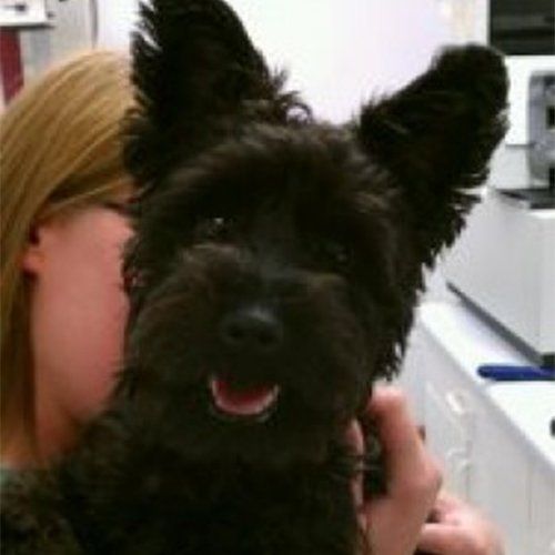small black dog